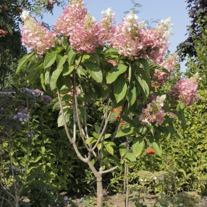 Hortensja Pinky Winky na pniu Hydrangea c5 zdjęcie 1
